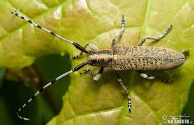 Attēlu rezultāti vaicājumam “Agapanthia villosoviridescens”