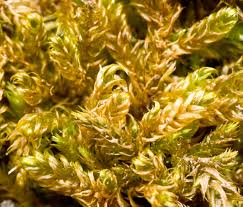 Attēlu rezultāti vaicājumam “Palustriella falcata”