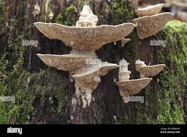 Attēlu rezultāti vaicājumam “Daedalea quercina”