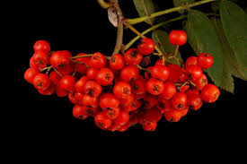 Attēlu rezultāti vaicājumam “Sorbus aucuparia fruit”