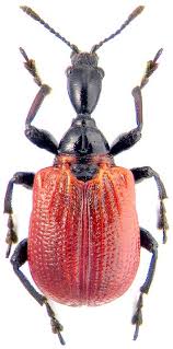 Attēlu rezultāti vaicājumam “Apoderus coryli”