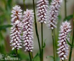 Attēlu rezultāti vaicājumam “Bistorta major”