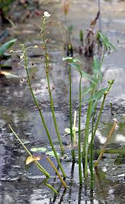 Attēlu rezultāti vaicājumam “Arcyria helvetica stalked”