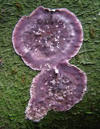 Attēlu rezultāti vaicājumam “Chondrostereum purpureum”