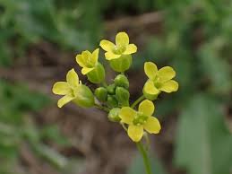 Attēlu rezultāti vaicājumam “Cruciferae”
