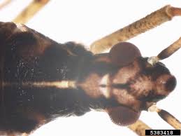 Attēlu rezultāti vaicājumam “Collaria sp.”