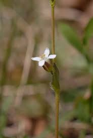 Attēlu rezultāti vaicājumam “Arabis hirsuta flower”