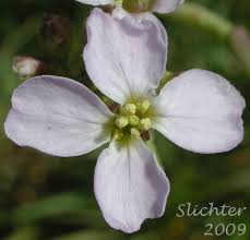Attēlu rezultāti vaicājumam “Cakile maritima subsp. baltica flower”