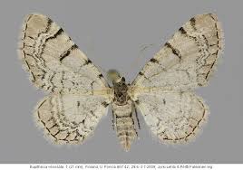 Attēlu rezultāti vaicājumam “Eupithecia venosata”