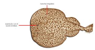 Image result for Torpedo marmorata