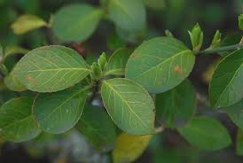 Attēlu rezultāti vaicājumam “Euonymus europaeus leaf”