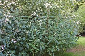 Attēlu rezultāti vaicājumam “Impatiens glandulifera leaf”