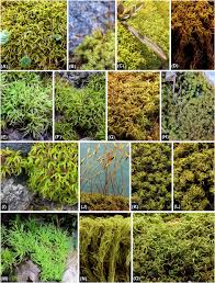 Attēlu rezultāti vaicājumam “Encalypta streptocarpa sporophyte”