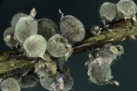 Attēlu rezultāti vaicājumam “Lamproderma pseudomaculatum”