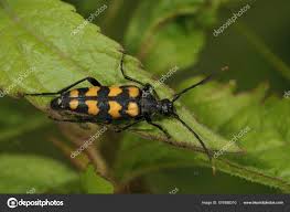 Attēlu rezultāti vaicājumam “Leptura quadrifasciata”