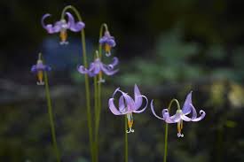 Attēlu rezultāti vaicājumam “Erythronium sibiricum flower”