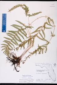 Attēlu rezultāti vaicājumam “Thelypteris palustris”