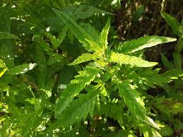 Attēlu rezultāti vaicājumam “Lycopus europaeus”