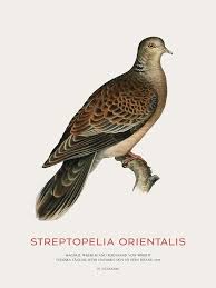Image result for Streptopelia orientalis