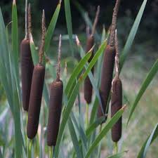 Image result for Rohrkolben