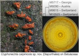 Attēlu rezultāti vaicājumam “Anthostoma decipiens”