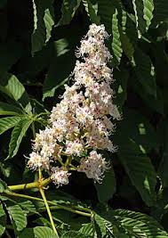 Attēlu rezultāti vaicājumam “Aesculus hippocastanum”