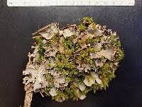 Attēlu rezultāti vaicājumam “Peltigera polydactylon”