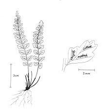 Attēlu rezultāti vaicājumam “Asplenium viride”
