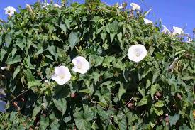 Attēlu rezultāti vaicājumam “Calystegia inflata leaf”