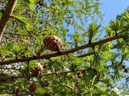Attēlu rezultāti vaicājumam “Larix kaempferi fruit”