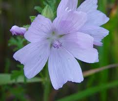 Image result for Malva moschata