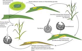 Attēlu rezultāti vaicājumam “Epirhoe tristata”