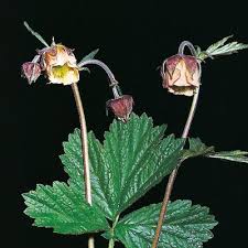 Attēlu rezultāti vaicājumam “Geum x intermedium flower”