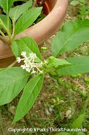 Attēlu rezultāti vaicājumam “Phytolacca acinosa flower”