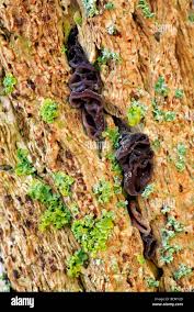 Attēlu rezultāti vaicājumam “Ascocoryne cylichnium”