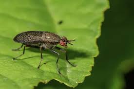 Attēlu rezultāti vaicājumam “Coremacera marginata”