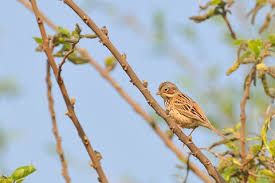 Image result for Emberiza fucata