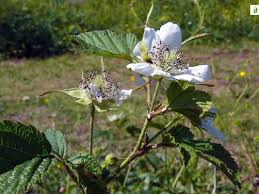 Attēlu rezultāti vaicājumam “Rubus caesius flower”