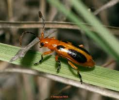 Attēlu rezultāti vaicājumam “Phyllobrotica quadrimaculata”