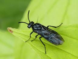 Attēlu rezultāti vaicājumam “Argidae”