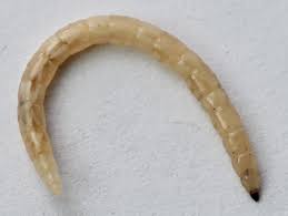 Attēlu rezultāti vaicājumam “Therevidae larva”