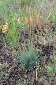 Attēlu rezultāti vaicājumam “Koeleria glauca flower”
