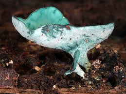 Attēlu rezultāti vaicājumam “Chlorociboria aeruginascens”