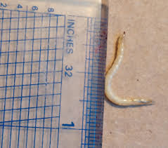 Attēlu rezultāti vaicājumam “Therevidae larva”