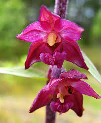 Attēlu rezultāti vaicājumam “xComagaria rosea”