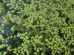 Attēlu rezultāti vaicājumam “Lemna gibba”