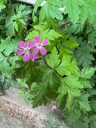 Attēlu rezultāti vaicājumam “Geranium palustre fruit”