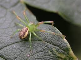 Attēlu rezultāti vaicājumam “Diaea dorsata”