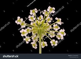 Attēlu rezultāti vaicājumam “Peucedanum oreoselinum flower”