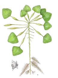 Attēlu rezultāti vaicājumam “Trapa natans”